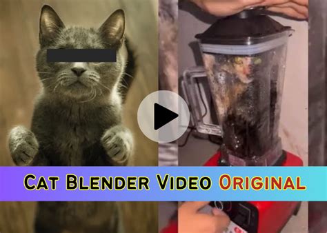 cat blender video twitter